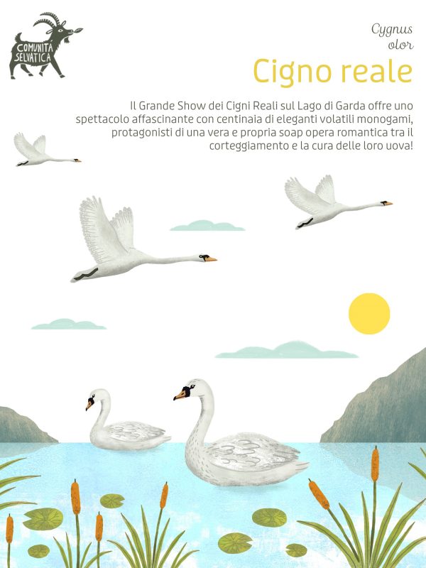 cigno_header2048_illustrazione_ekoesart