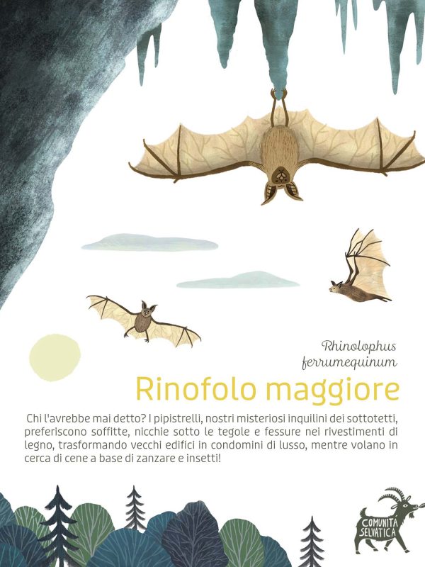 pipistrello_Rinofolomaggiore_ekoesart_wildedu